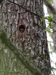 Dwerguil in nest